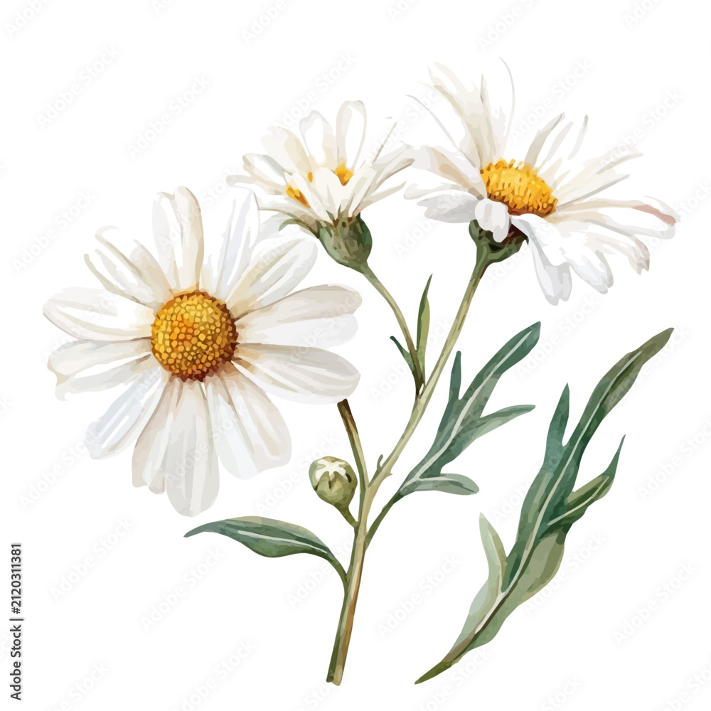 Fototapeta premium watercolor graphic of Leucanthemum Branch, isolated on a white background.