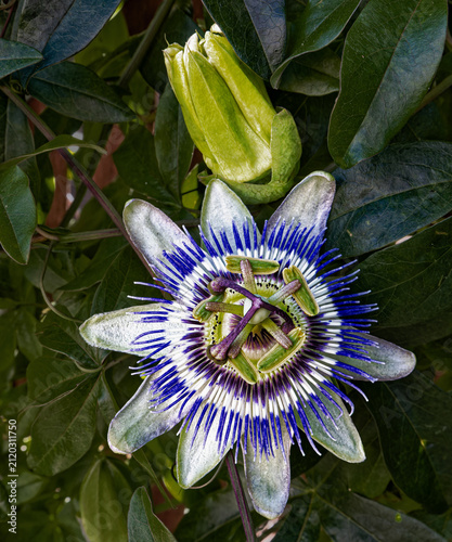 Passion Flower Full Bloom
