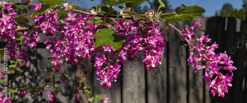 Red Currant Plant in Full Bloom