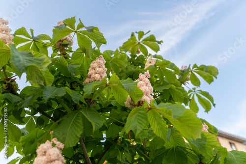 Foto Common horse chestnut tree, Aesculus hippocastanum, covered with upright clusters of pale pink and white spring flowers
