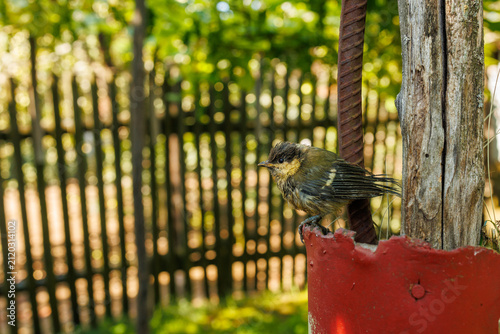 Konstfotografi Juvenile great tit perches beside weathered wooden post