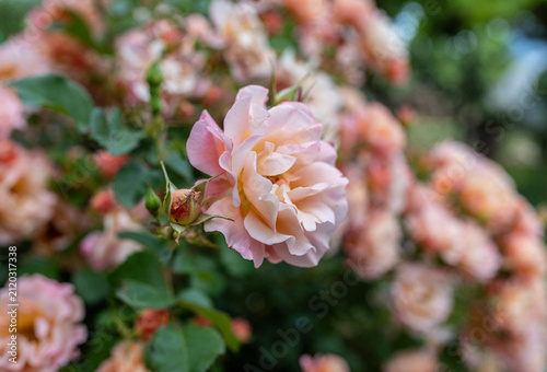 pink and white flowers in the garden