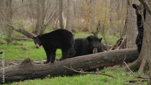 Black Bear, mother and cubs, forest, walking on logs, 