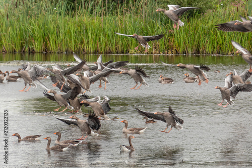 Quadro su tela Flock of greylag geese landing and lifting off from a freshwater marsh habitat