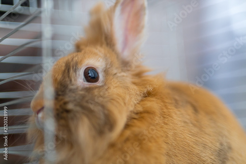 Closeup fluffy brown rabbit in a cage portrait for pet care background and animal welfare banner