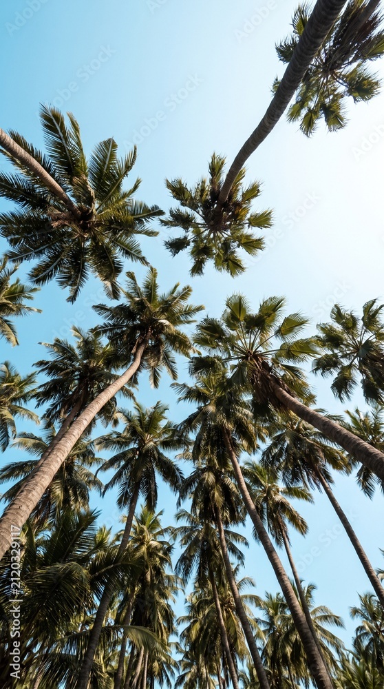 Fototapeta premium Palm trees against sunny blue sky
