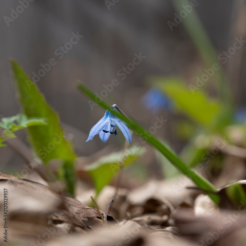 Obraz na płótnie Single Blue Scilla Flower in Forest