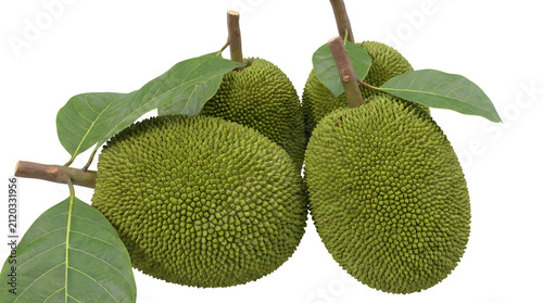 A cluster of unripe green jackfruits hanging from a branch with green leaves against a white background.