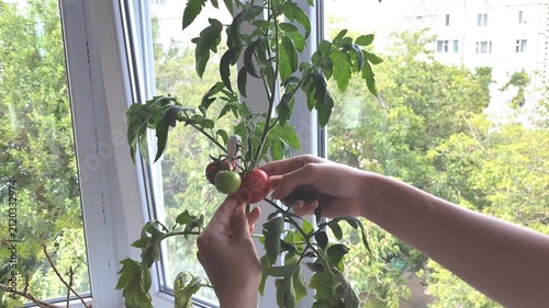 Hands picking ripe red tomato from plant on bright windowsill with city view in background.