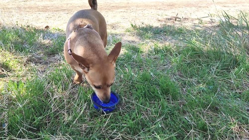  Dog drinking water from blue bowl outdoors on grass, pet care.