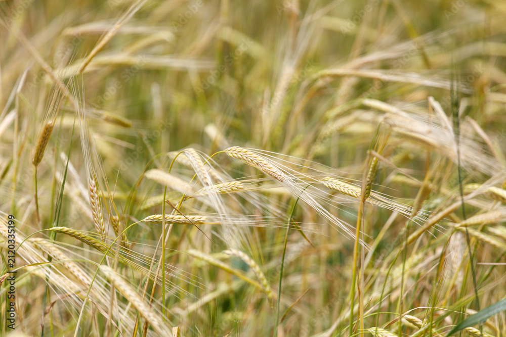 Obraz premium Golden wheat stalks sway gently in the breeze