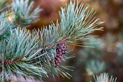 Konstfotografi Pine cone on a coniferous tree branch
