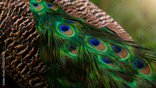 Bild auf Leinwand Texture pattern eyes on beautiful bright colorful feathers of the peacock tail c