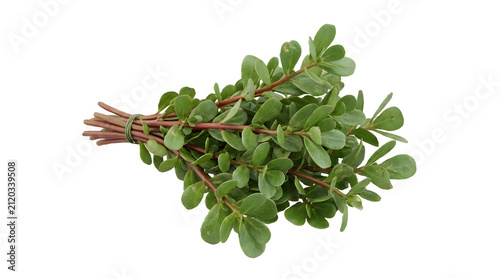 Freshly harvested bunch of green purslane herb with succulent leaves and reddish stems on a white background.