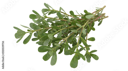 Freshly picked purslane herb with vibrant green leaves and thick stems, displayed on a clean white background, ready for culinary use.