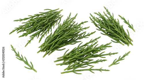 Fresh green samphire or salicornia plants arranged in small bunches on a clean white background, ready for culinary use.