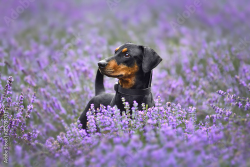 Foto German Pinscher with uncropped ears in blooming lavender