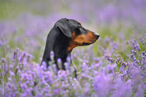 Quadro su tela Portrait of a cute German Pinscher dog