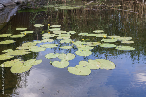 Yellow water lilies and floating green leaves on a quiet river. Natural freshwater aquatic vegetation in a peaceful summer landscape.