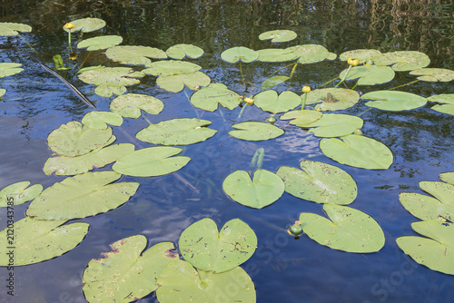 Foto Yellow water lilies and floating green leaves on a quiet river