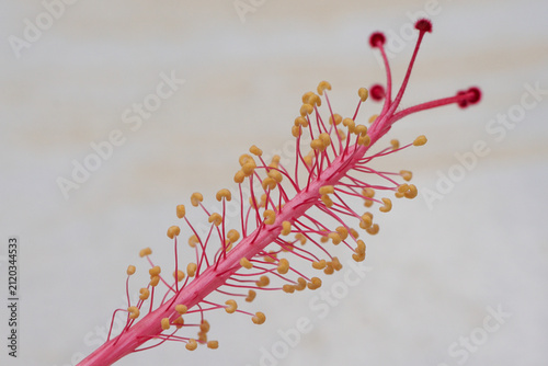 фотографія Macro Hibiscus Stamen and Yellow Pollen Anthers