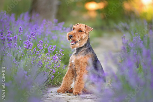 Welsh terrier dog resting in a blooming lavender