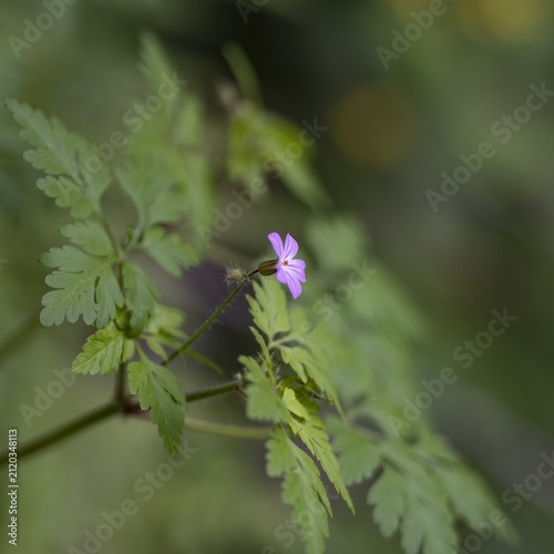 Photography Delicate Pink Herb Robert Wildflower in Nature