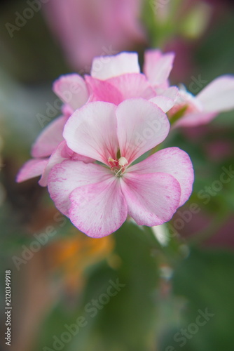 Konstfotografi Blossom of Geranium Zonal, Pelargonium hortorum with gentle light-pink flowers,