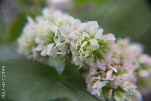 Blossom of Rosebud  Geranium, Pelargonium 