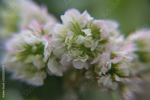 Blossom of Rosebud  Geranium, Pelargonium 