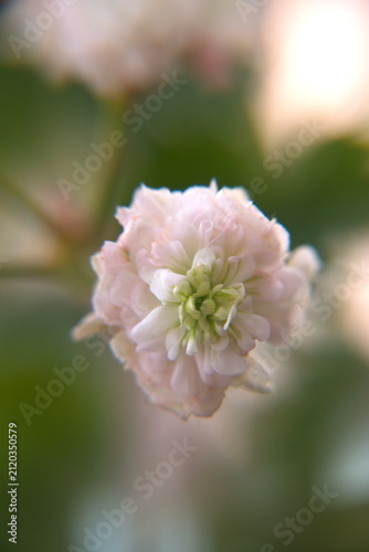 Blossom of Rosebud  Geranium, Pelargonium 