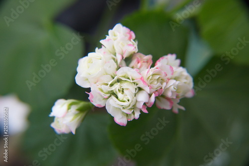 Blossom of Rosebud  Geranium, Pelargonium 