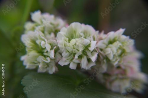 Blossom of Rosebud  Geranium, Pelargonium 