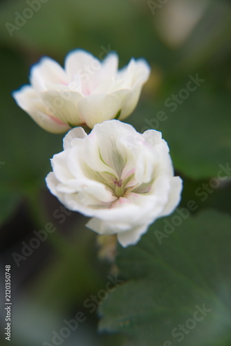 Blossom of Geranium Zonal, Pelargonium hortorum with gentle light-pink flowers, ornamental and medicinal plant