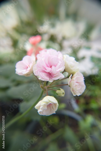 Blossom of Geranium Zonal, Pelargonium hortorum with gentle light-pink flowers, ornamental and medicinal plant