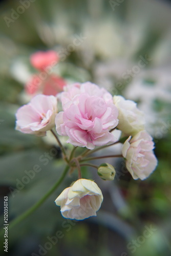 Blossom of Geranium Zonal, Pelargonium hortorum with gentle light-pink flowers, ornamental and medicinal plant