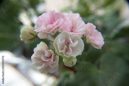 Blossom of Geranium Zonal, Pelargonium hortorum with gentle light-pink flowers, ornamental and medicinal plant