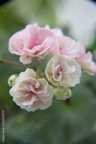 Blossom of Geranium Zonal, Pelargonium hortorum with gentle light-pink flowers, ornamental and medicinal plant