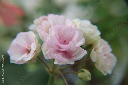 Blossom of Geranium Zonal, Pelargonium hortorum with gentle light-pink flowers, ornamental and medicinal plant
