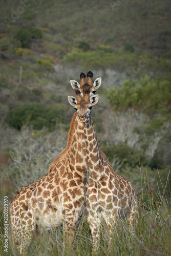 Foto giraffe eating grass