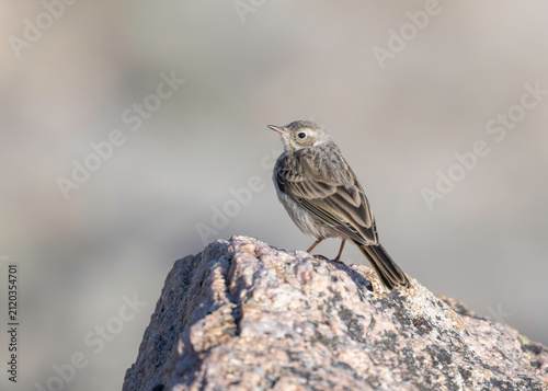 American Pipit (Anthus rubescens) Mt Blue Sky