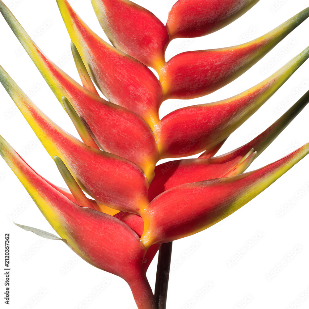 Fototapeta premium A striking red and yellow heliconia flower isolated on a transparent PNG background, bold tropical bracts with vibrant natural colors