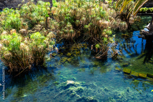 A bird’s-eye view of the papyrus plants at the famous Arethusa Spring on the island of Ortigia in Syracuse