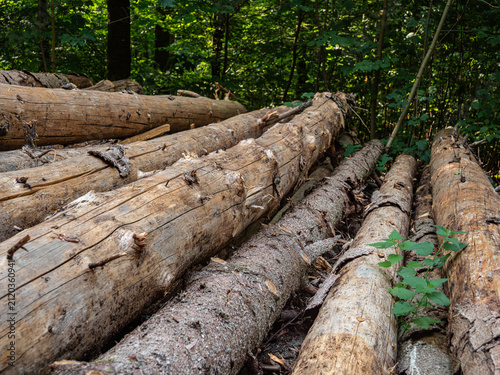 A large pile of felled tree trunks lies stacked in a forest setting. The rough, textured bark and weathered wood grain are clearly visible against a lush background of green deciduous trees.