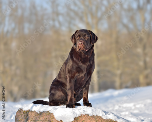 Foto Beautiful chocolate labrador retriever sitting in park