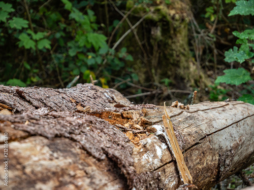 A low-angle close-up shows decaying tree trunks on the forest floor, with rough bark and splintered branches in sharp focus against a soft, green background of blurry trees.