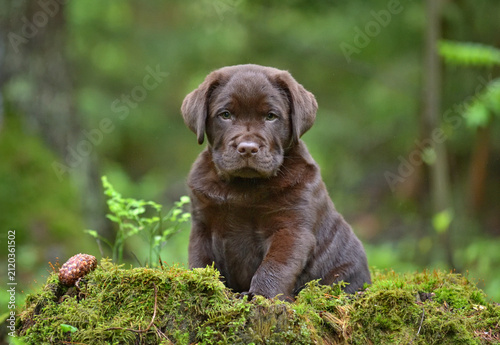 Cute labrador puppy in green forest