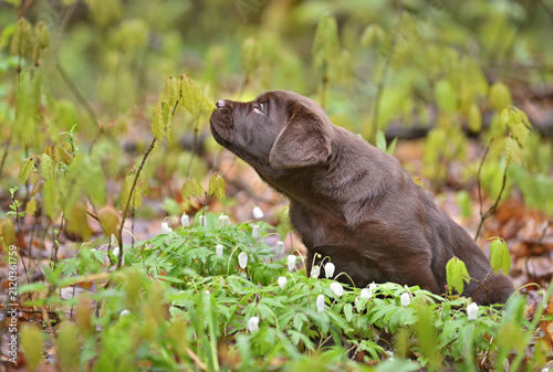 Beautiful  puppy sniffing a green leaf in a forest
