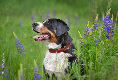 Dog sitting in a field of purple lupine flowers
