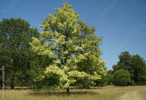 Harlequin Norway Maple in park land blue sky